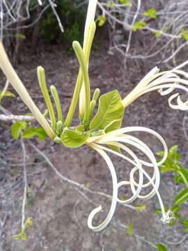 Image of Turraea sericea Sm.