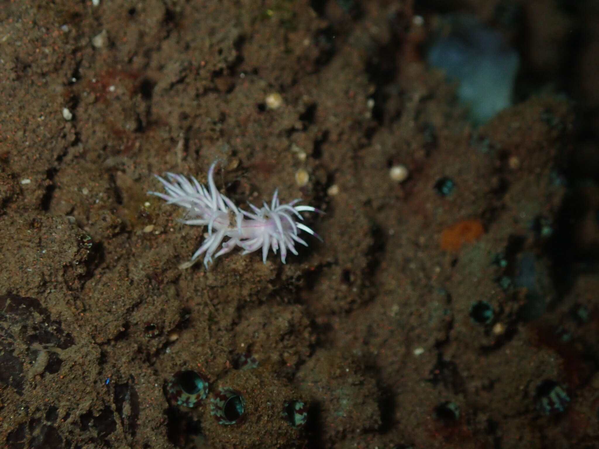 Image de Unidentia sandramillenae Korshunova, Martynov, Bakken, Evertsen, Fletcher, Mudianta, Saito, Lundin, Schrödl & Picton 2017