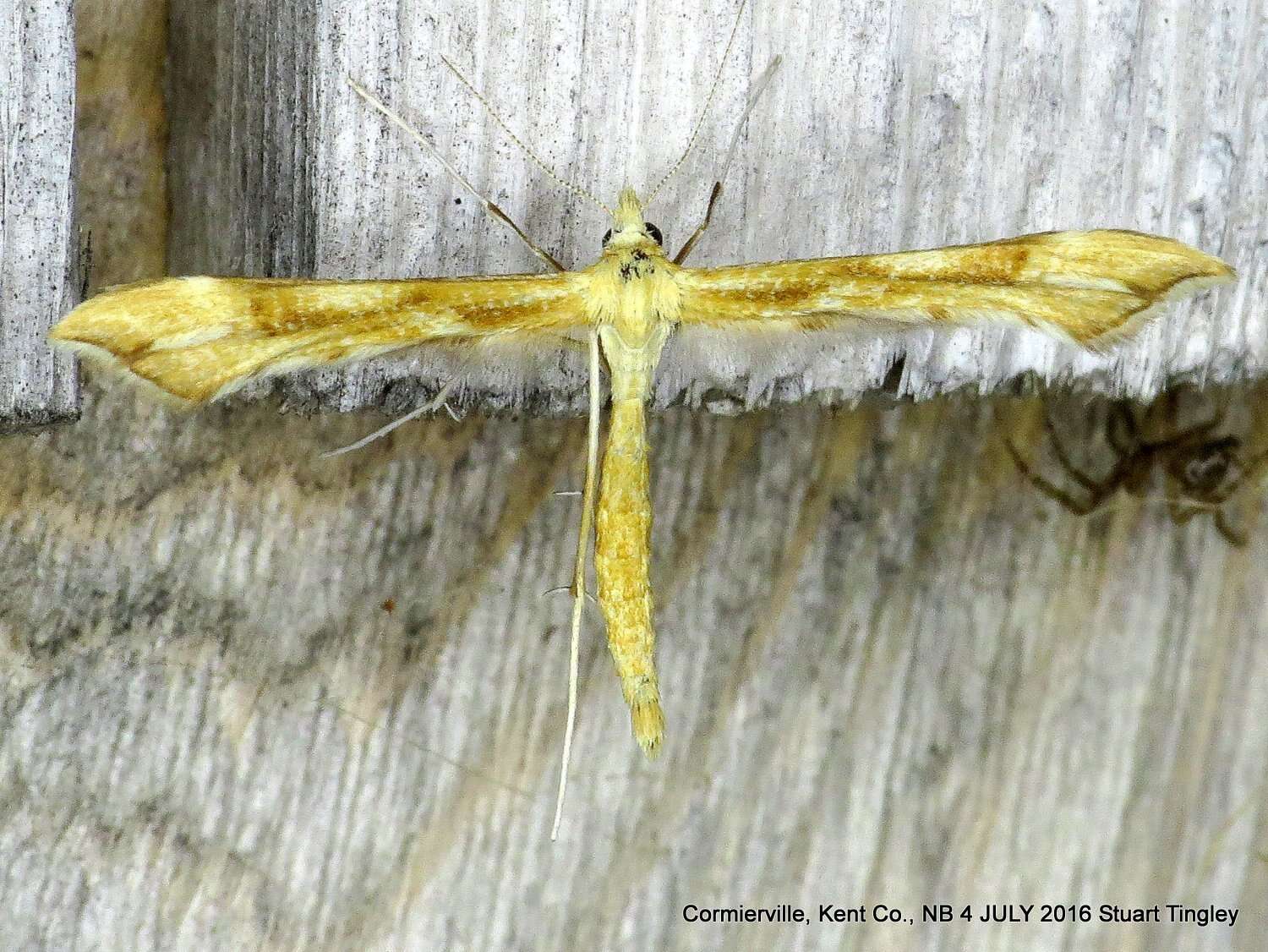 Gillmeria pallidactyla (Haworth 1811) resmi