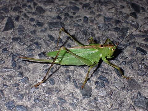 Image de Tettigonia orientalis Uvarov 1924