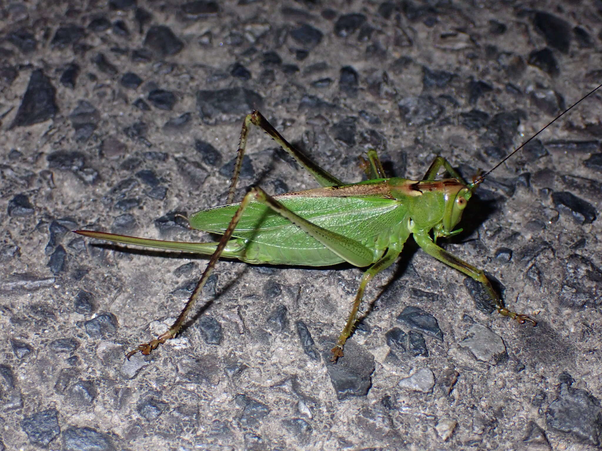 Image de Tettigonia orientalis Uvarov 1924