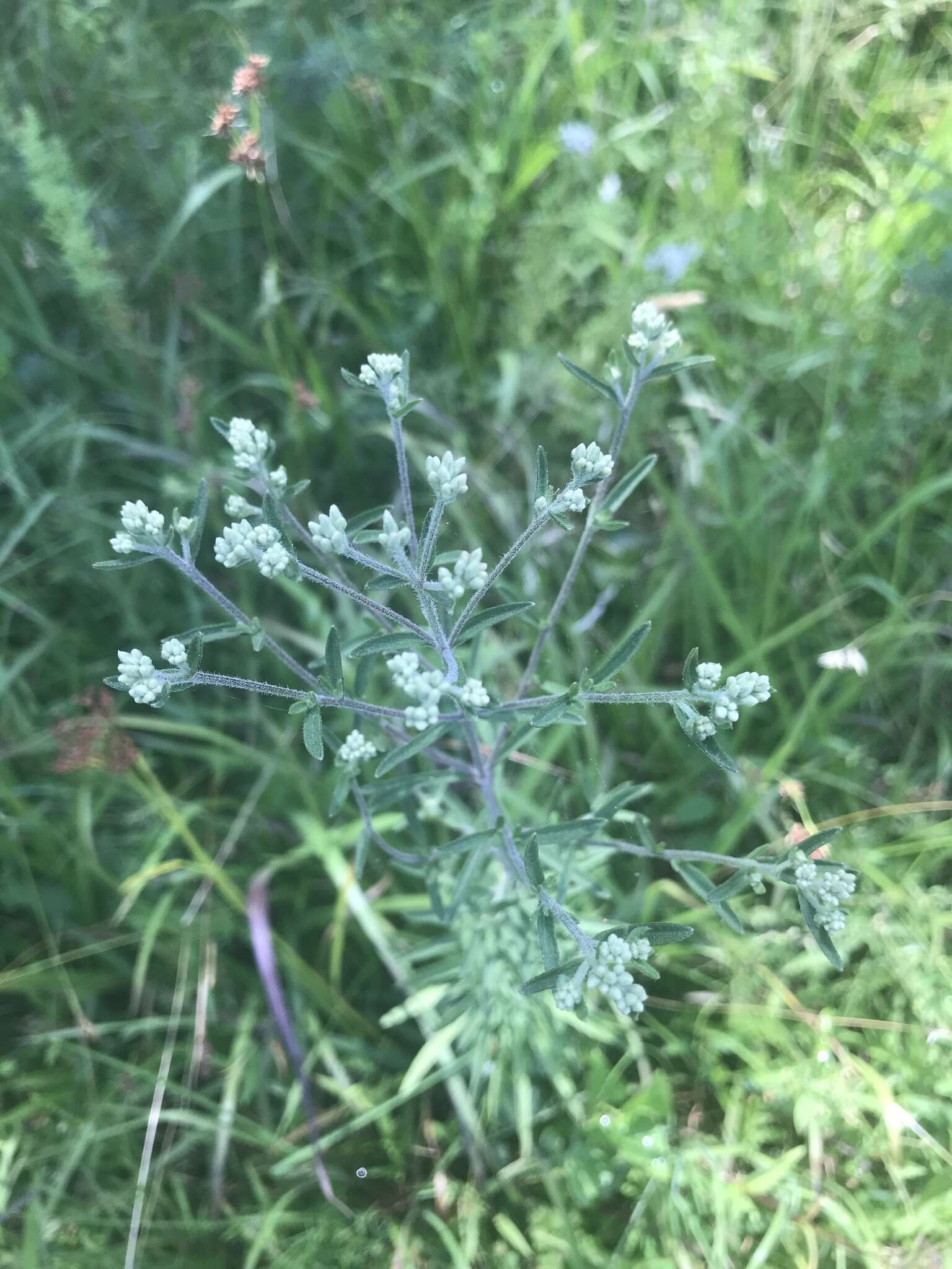 Image of hyssopleaf thoroughwort