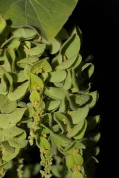 Image of velvetleaf