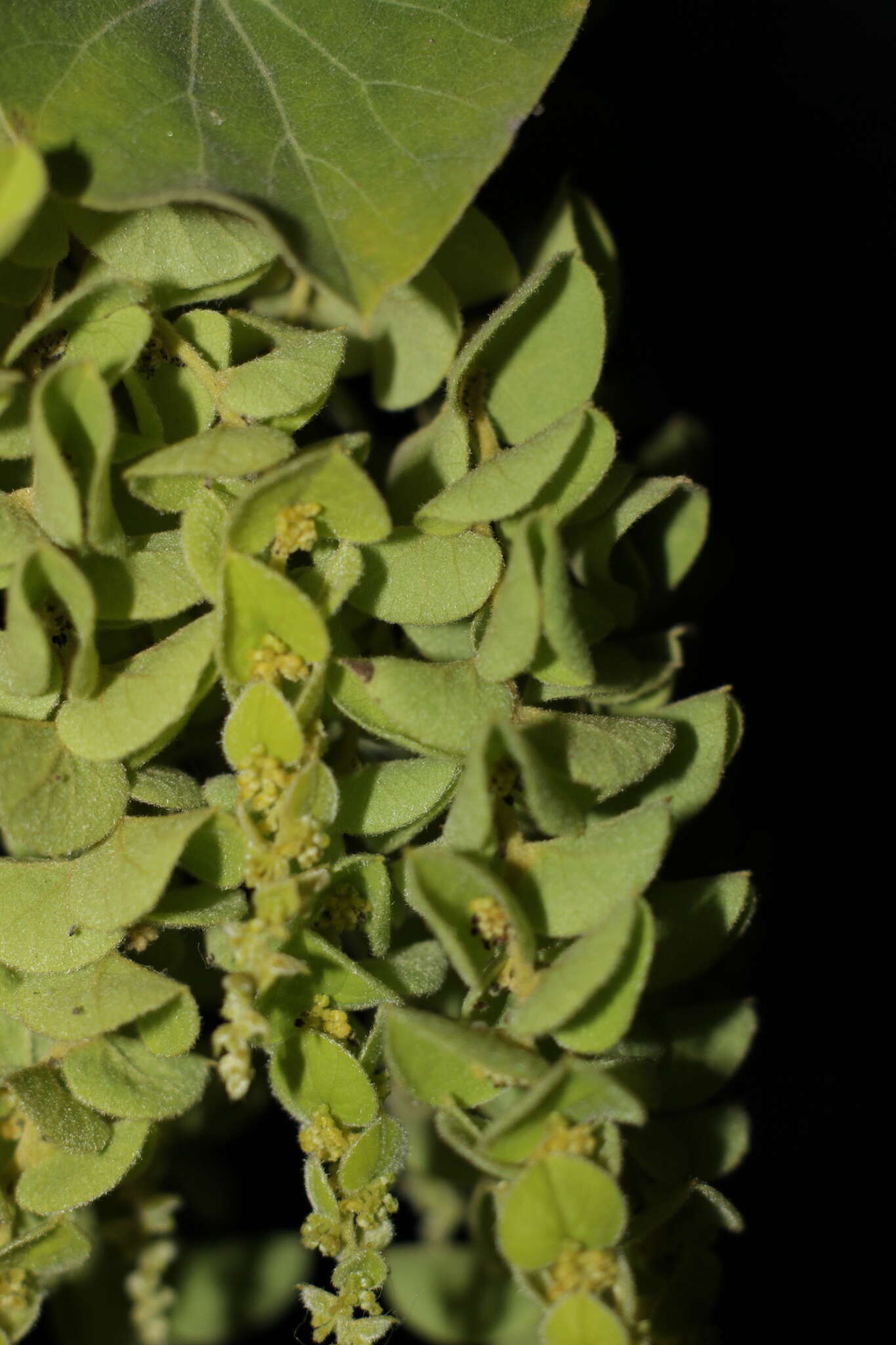 Sivun Cissampelos pareira L. kuva