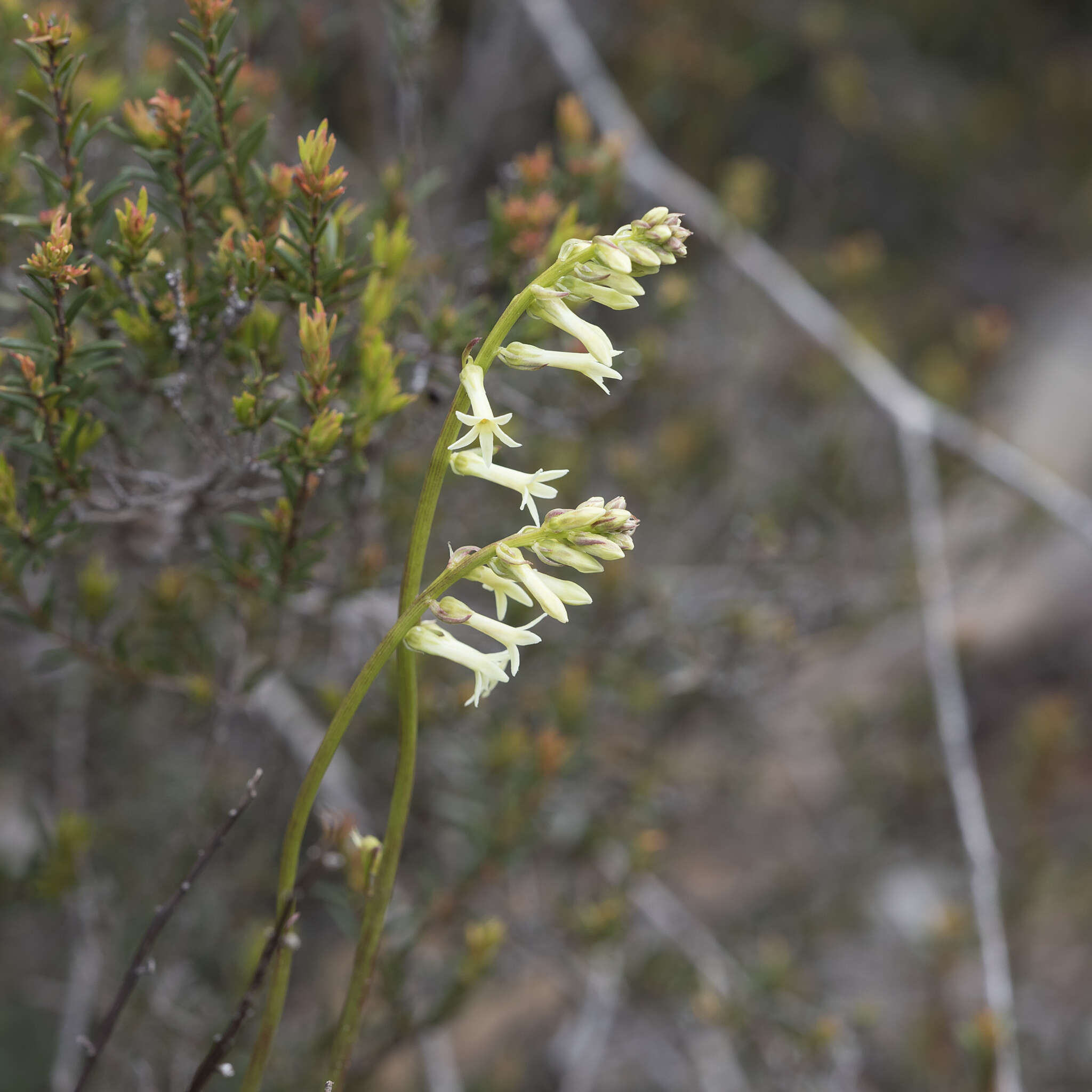 Image of Stackhousia monogyna Labill.