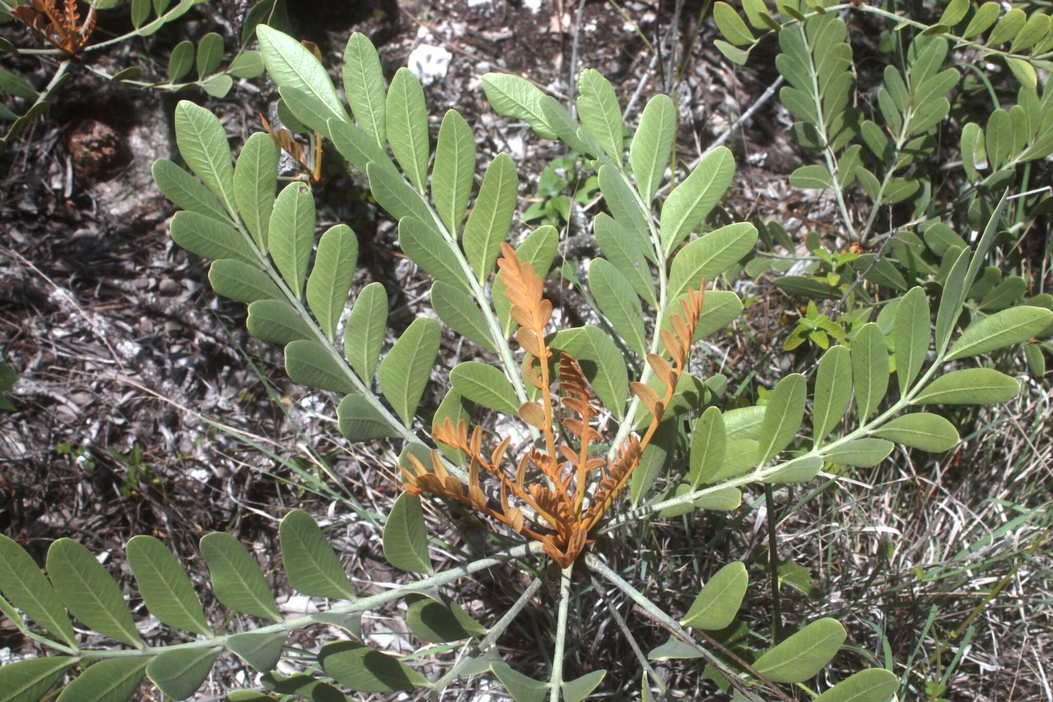 Image of Pseudosmodingium virletii (Baill.) Engl.