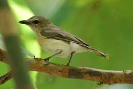 Слика од Pachycephala simplex Gould 1843