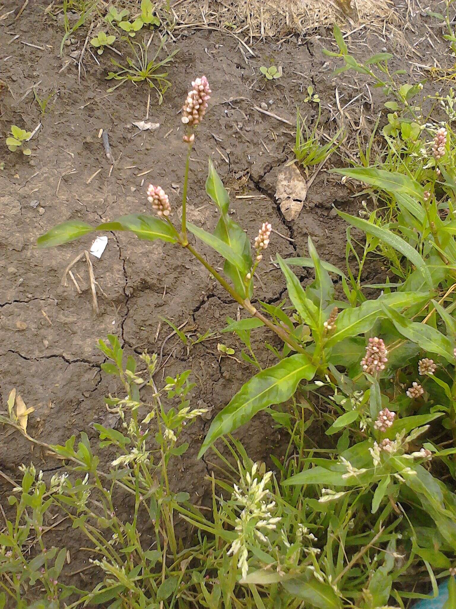 Image of Redshank