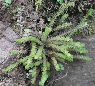 Image of Sedum greggii Hemsl.