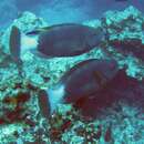 Image of Spectacled Parrotfish