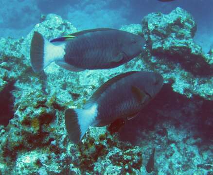 Image of Spectacled Parrotfish