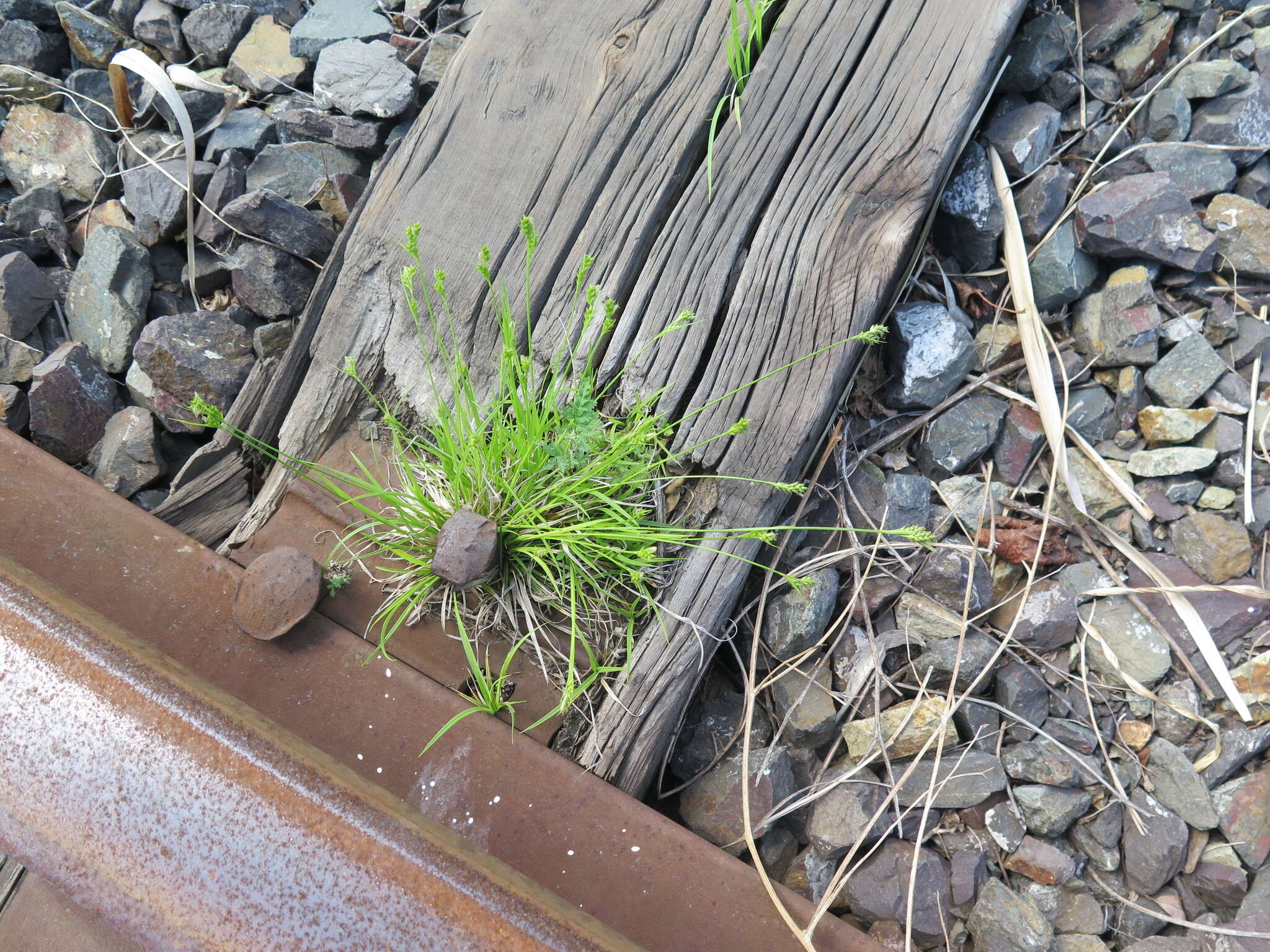 Image of Carex breviculmis var. breviculmis