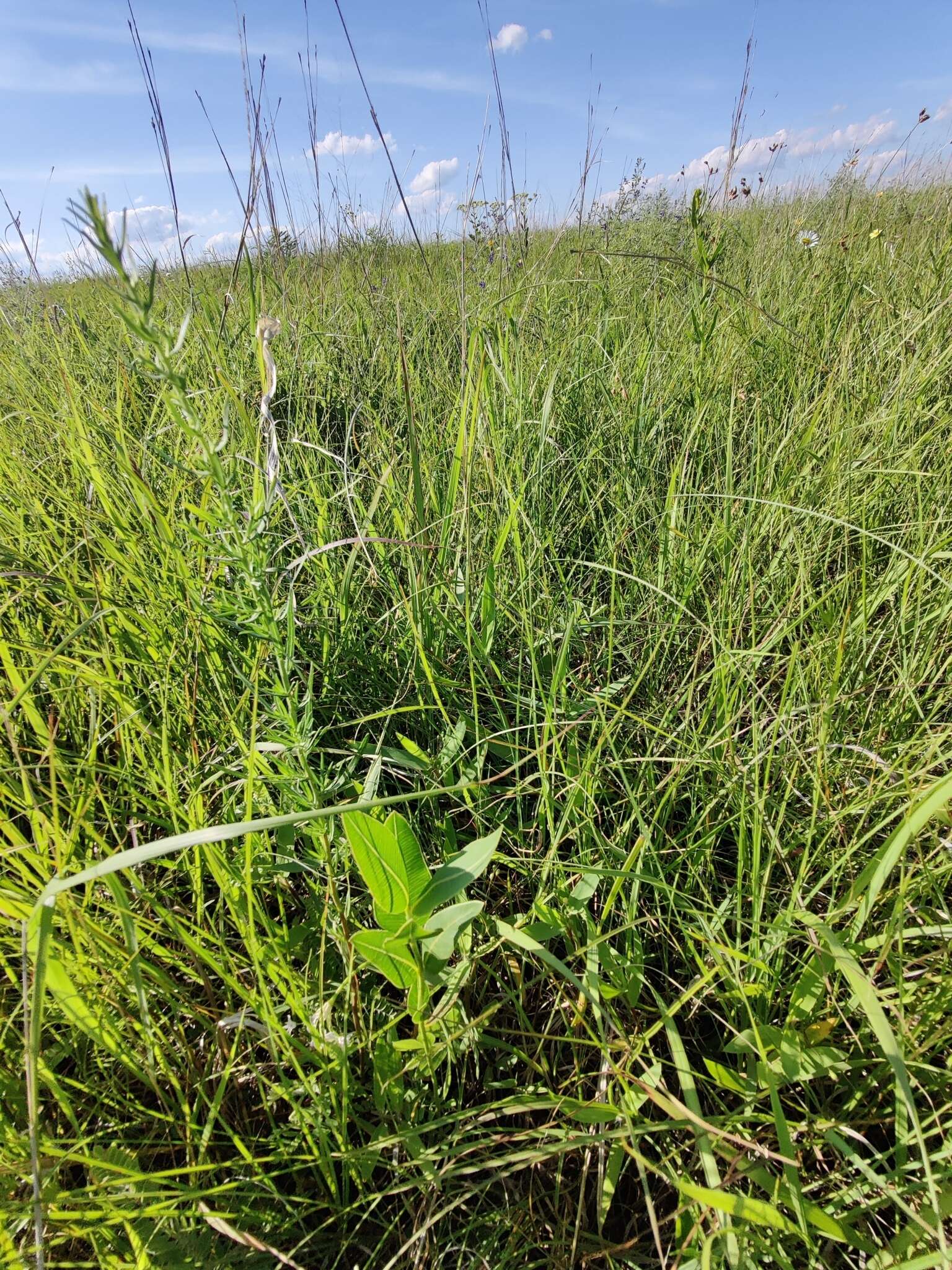 Image of Mead's milkweed