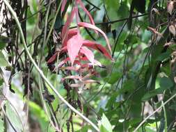 Image of Billbergia morelii Brongn.