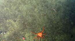 Image of deep-sea crab