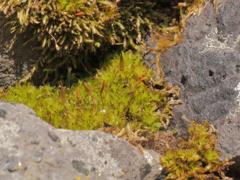 Image of candle snuffer moss