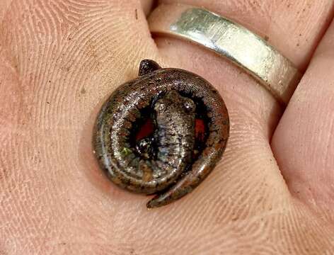 Image of Oregon Slender Salamander