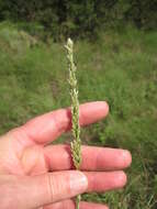 Image of White Fluff Grass