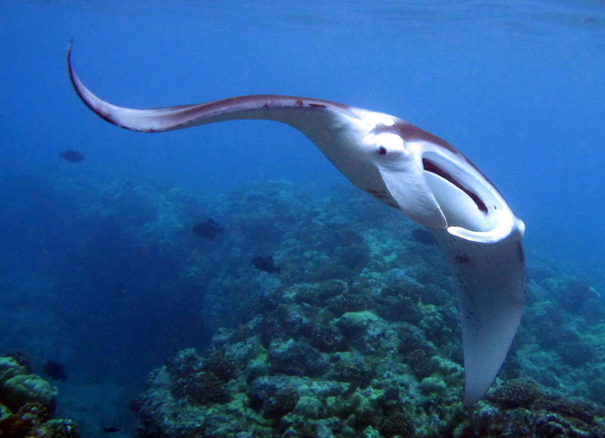 Image of Coastal Manta Ray