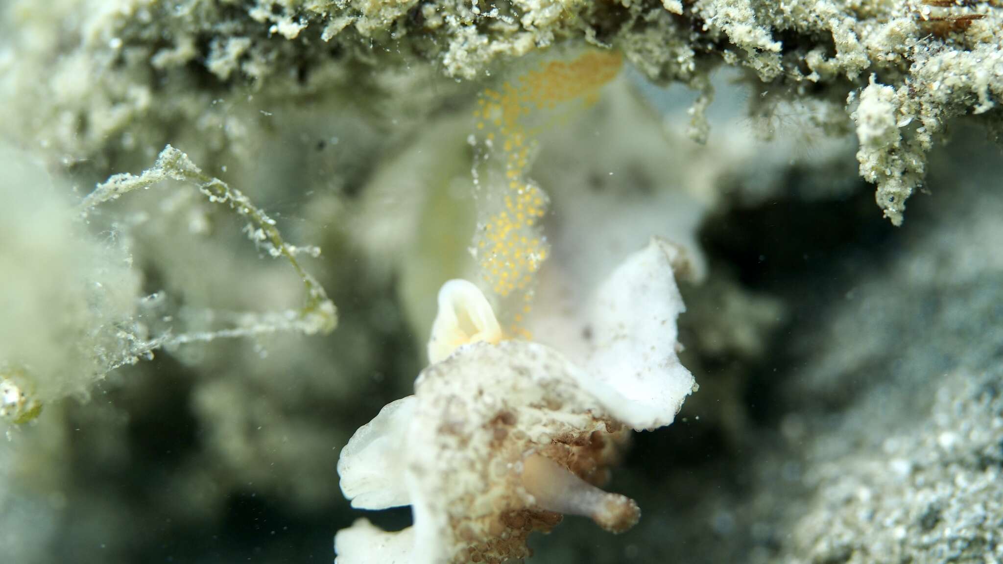 Image of Carminodoris nodulosa (Angas 1864)