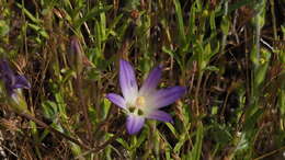 Image de Brodiaea orcuttii (Greene) Baker