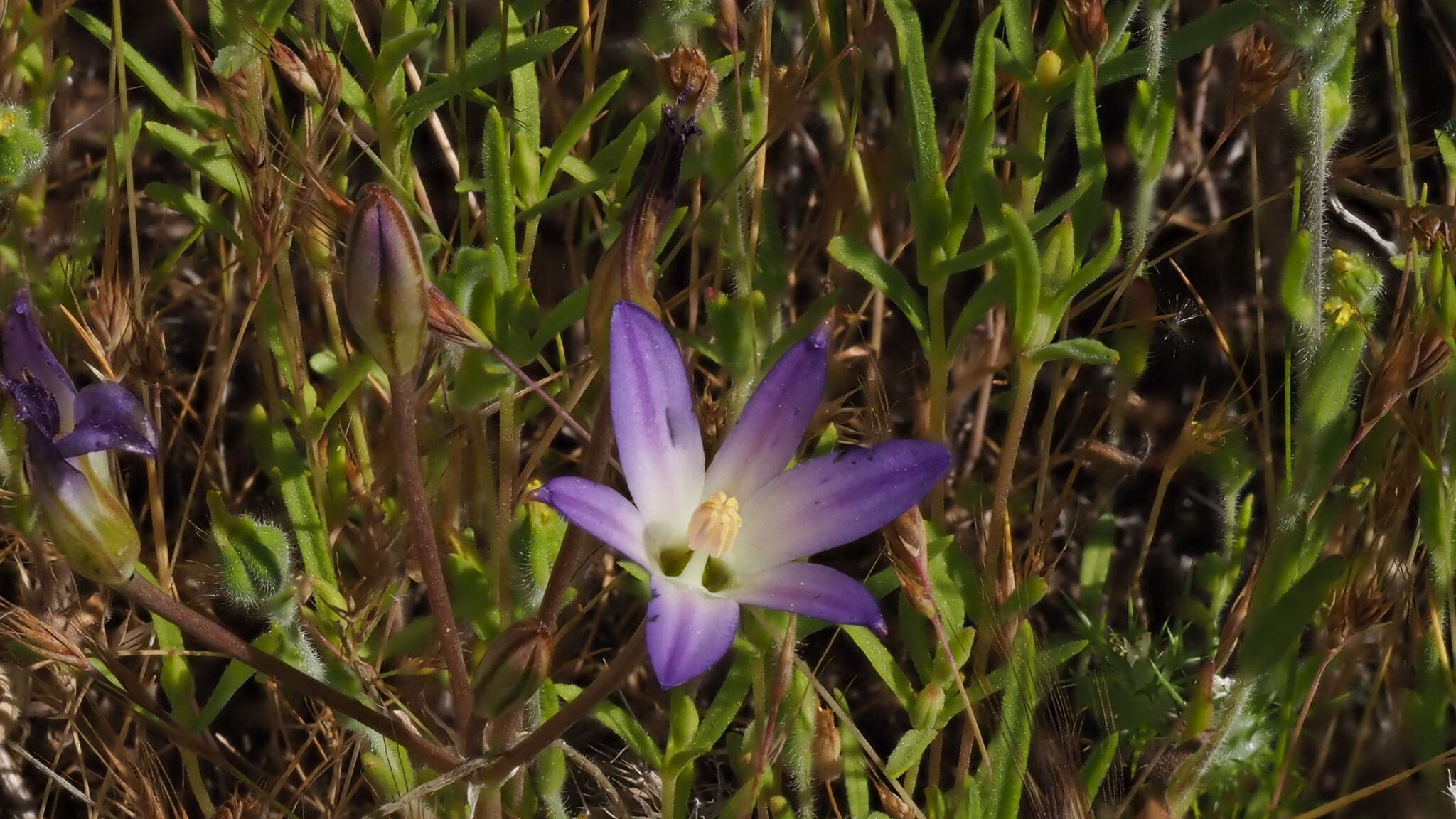 Image de Brodiaea orcuttii (Greene) Baker