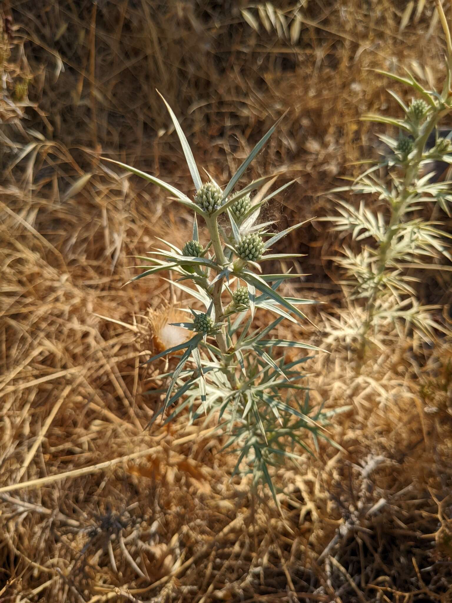 Image of Eryngium glomeratum Lam.