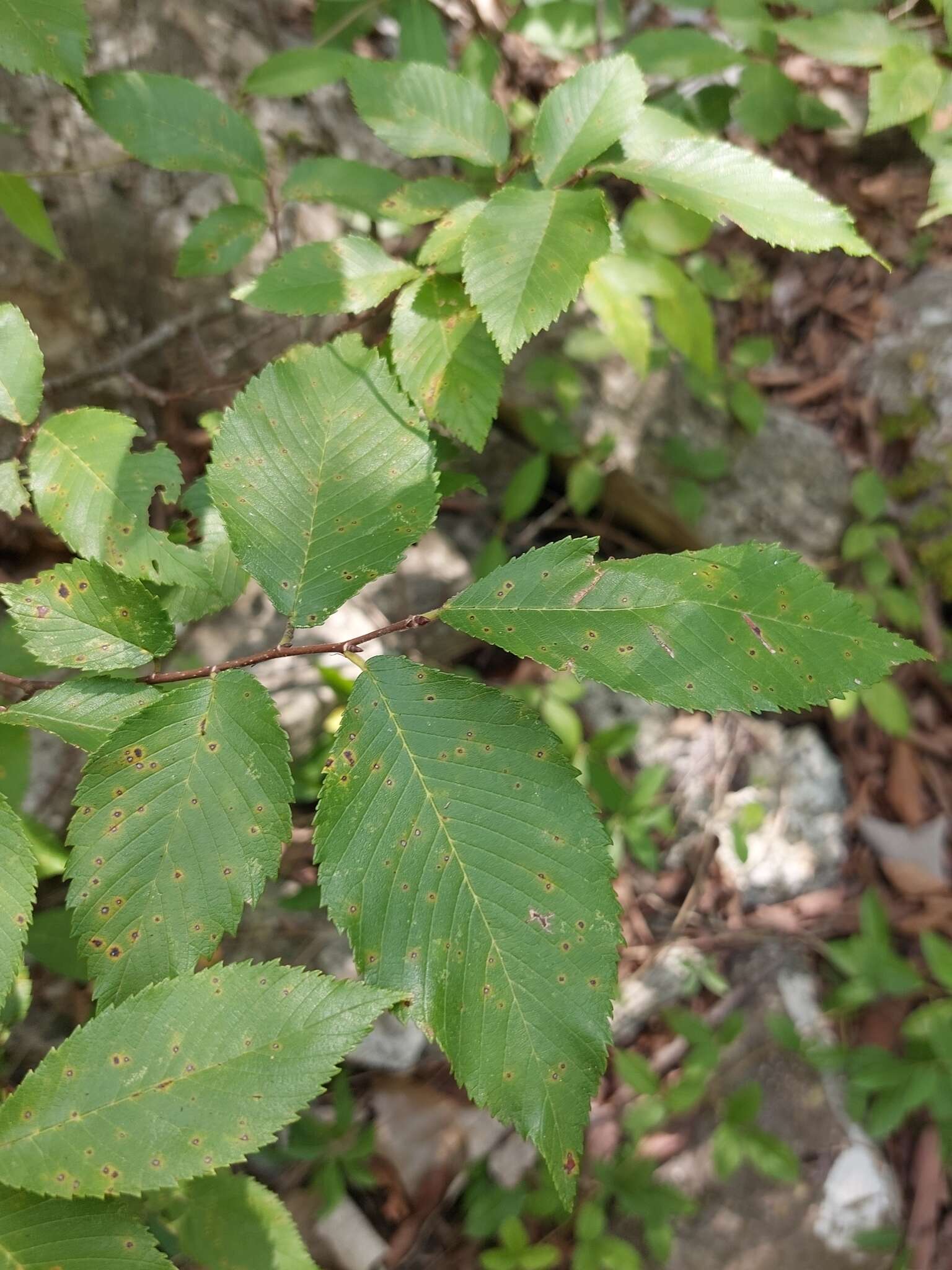 Image of September elm