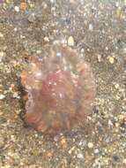 Image of Purplestriped jellyfishes