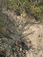 Image of Santa Barbara milkvetch