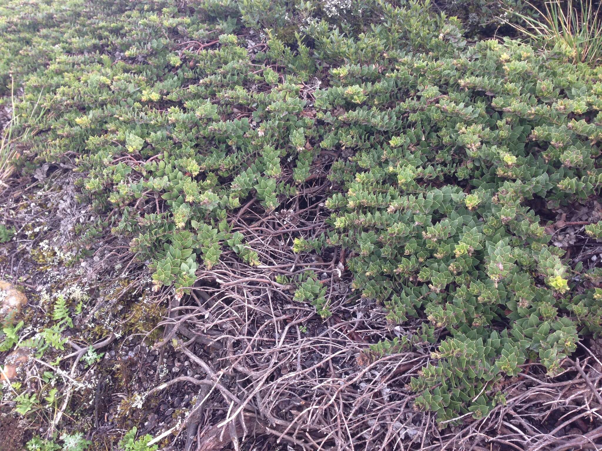 Image of San Bruno Mountain manzanita