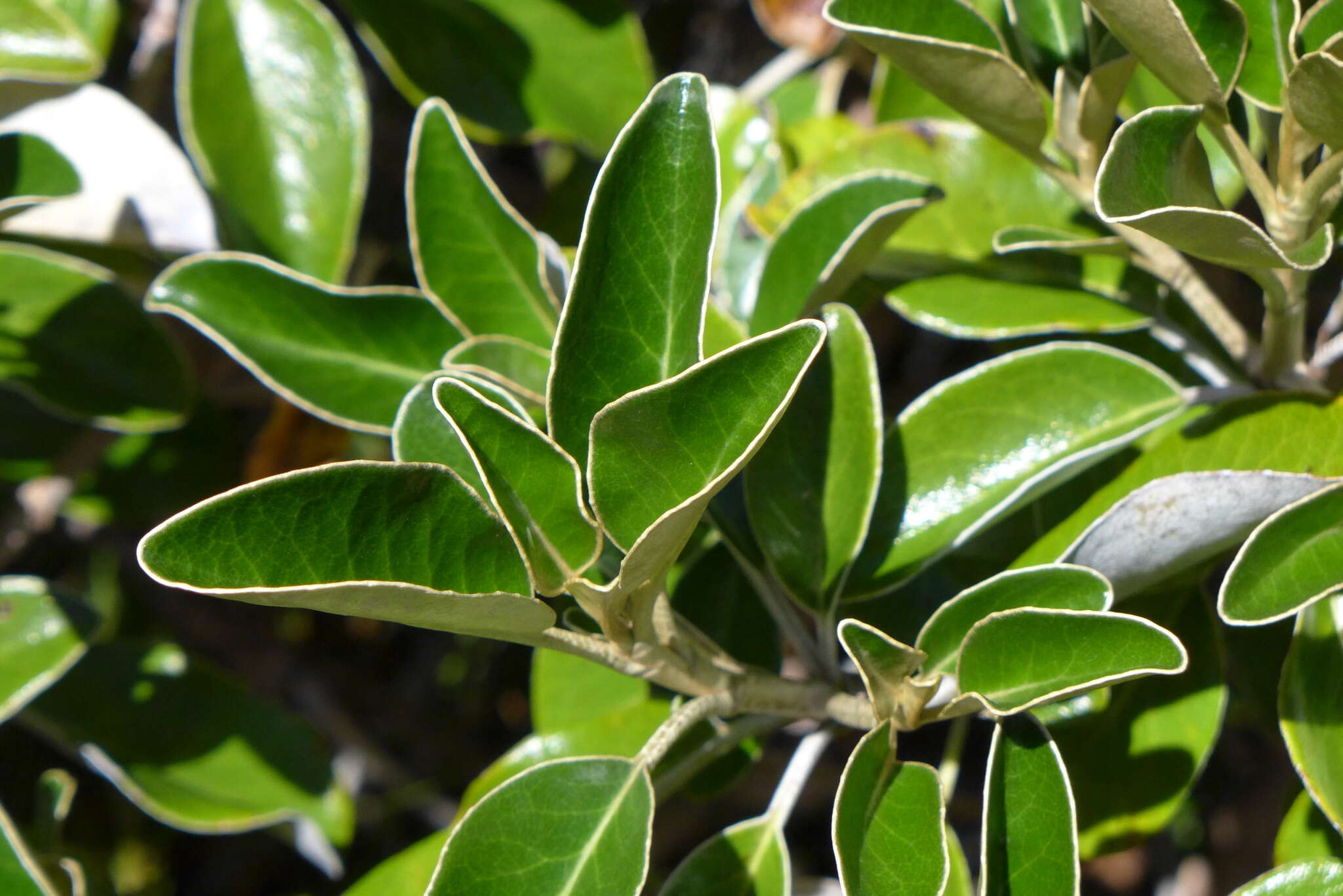 Image de Brachyglottis elaeagnifolia (Hook. fil.) B. Nord.