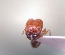 Pheidole pilifera (Roger 1863)的圖片