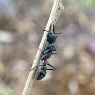 Image of Myrmecia varians Mayr 1876