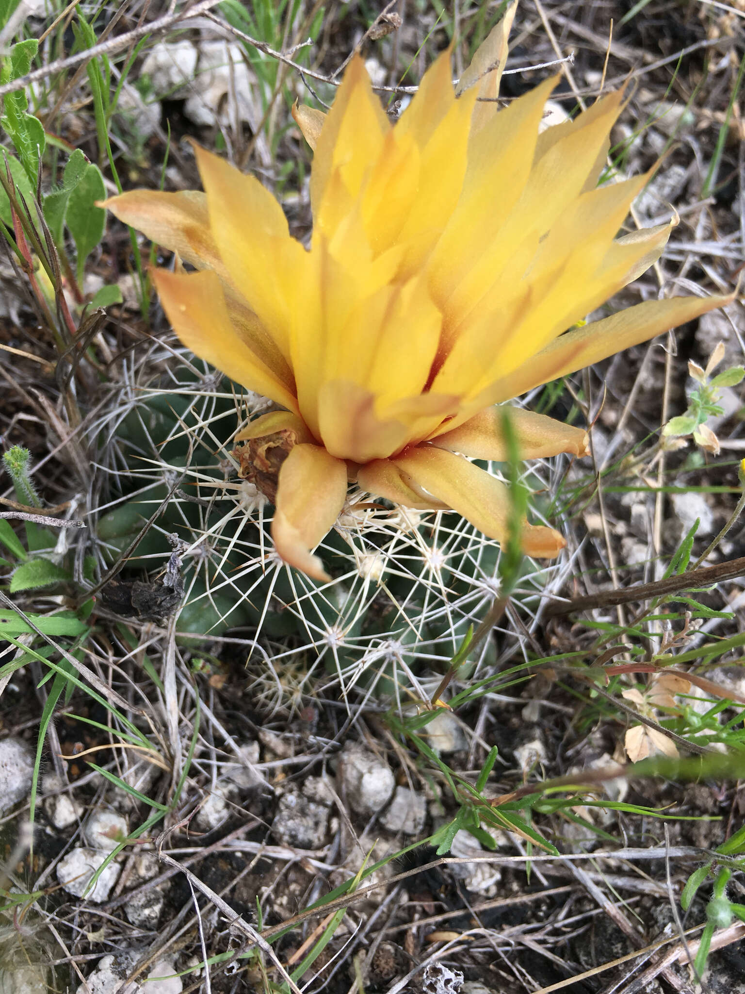 Image of pineapple cactus