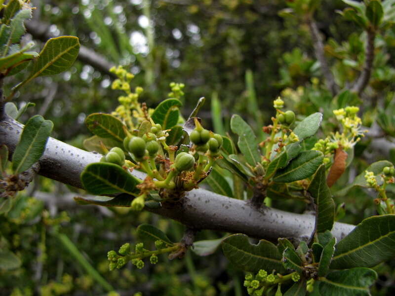 Image of Indaba tree