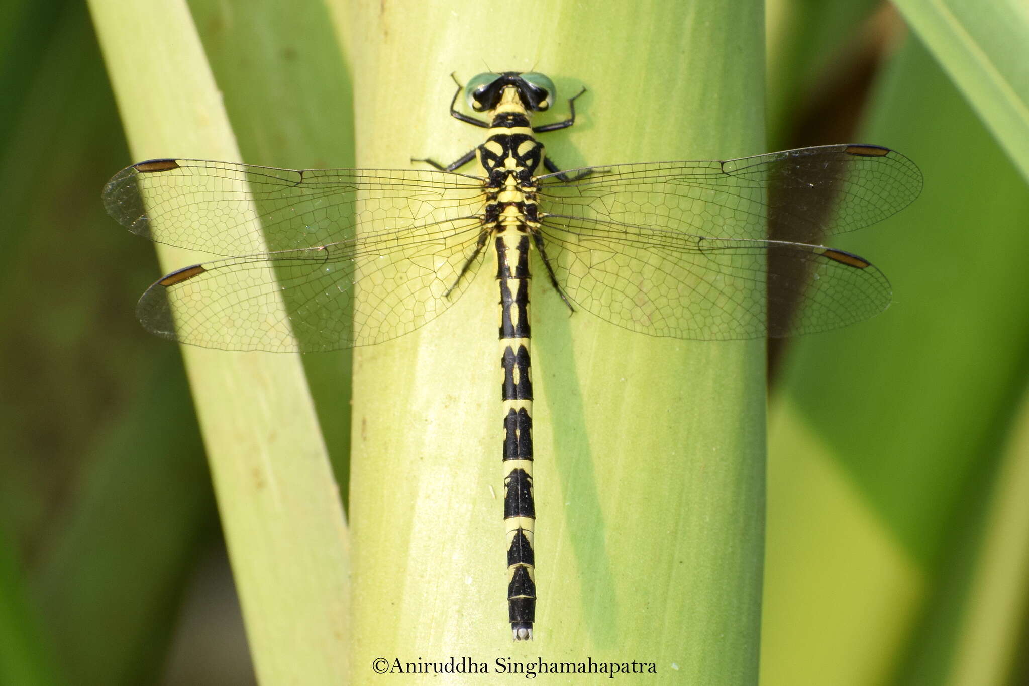 Image of Microgomphus torquatus (Selys 1854)