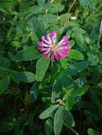 Image of zigzag clover