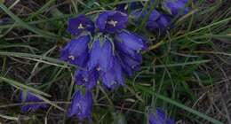 Image of Campanula orbelica Pancic