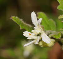 Image of Xanthosia pilosa Rudge