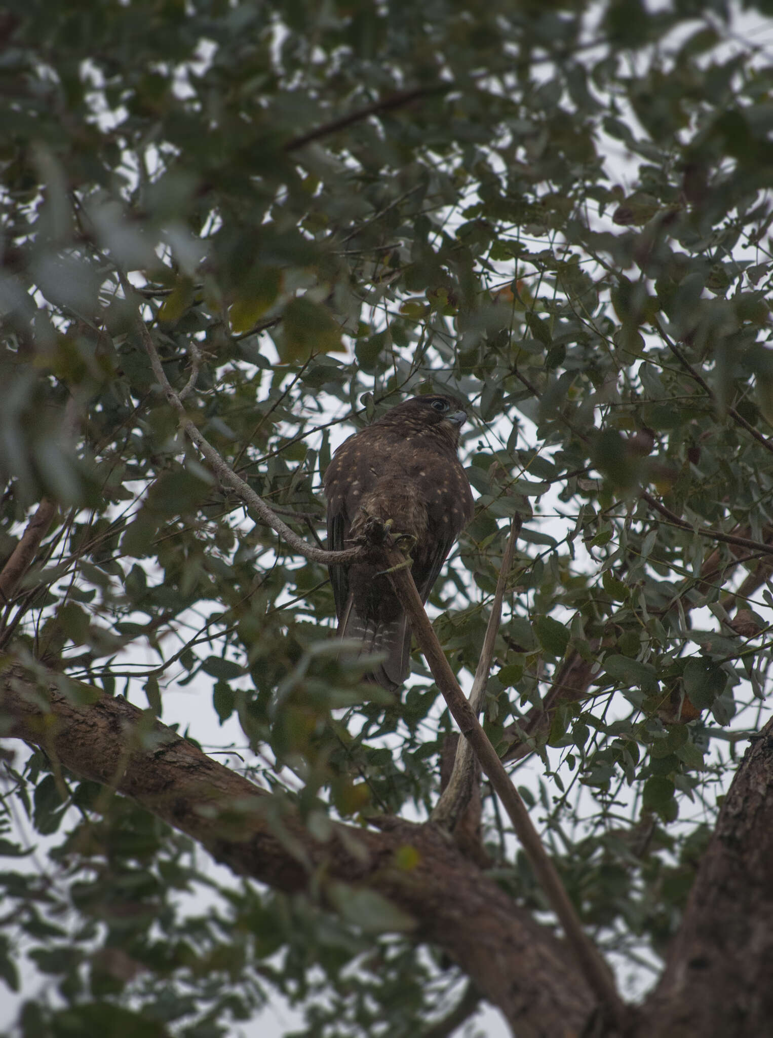 Image of New Zealand Falcon