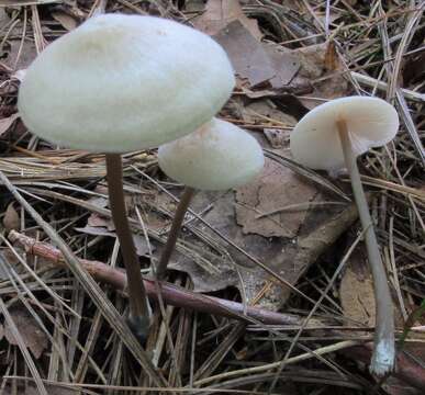 Image of Entoloma conicum (Sacc.) Hesler 1967