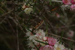 Image of Castiarina crocicolor (Gory & Laporte 1838)