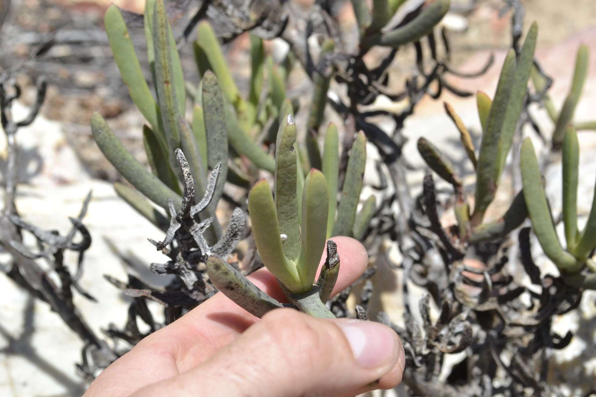 Image of Stayneria neilii (L. Bol.) L. Bol.