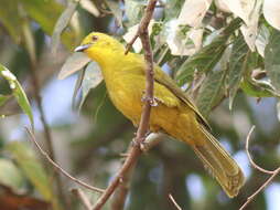 Image of Joyful Greenbul