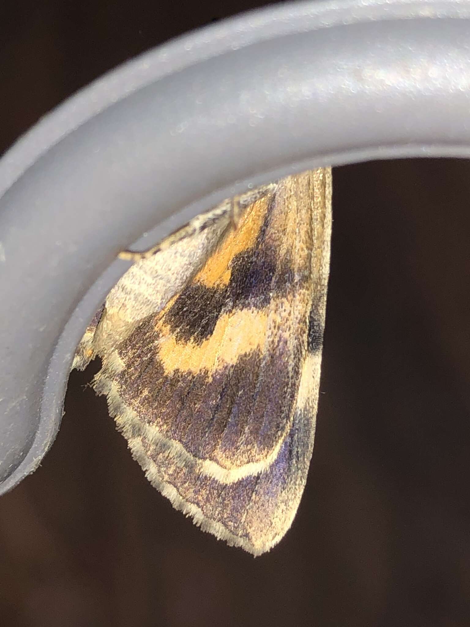 Image of Wonderful Underwing