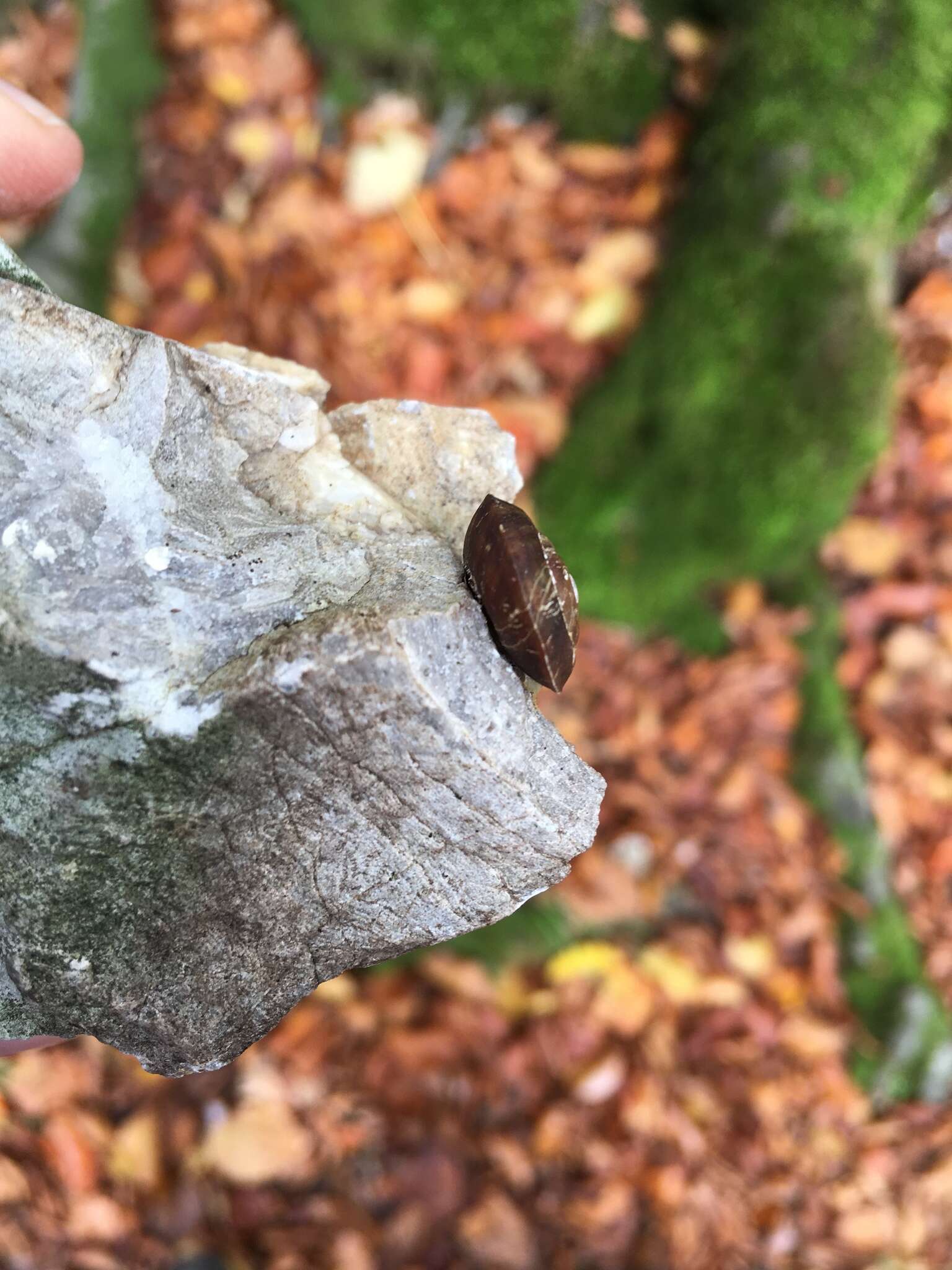 Image of Lapidary Snail