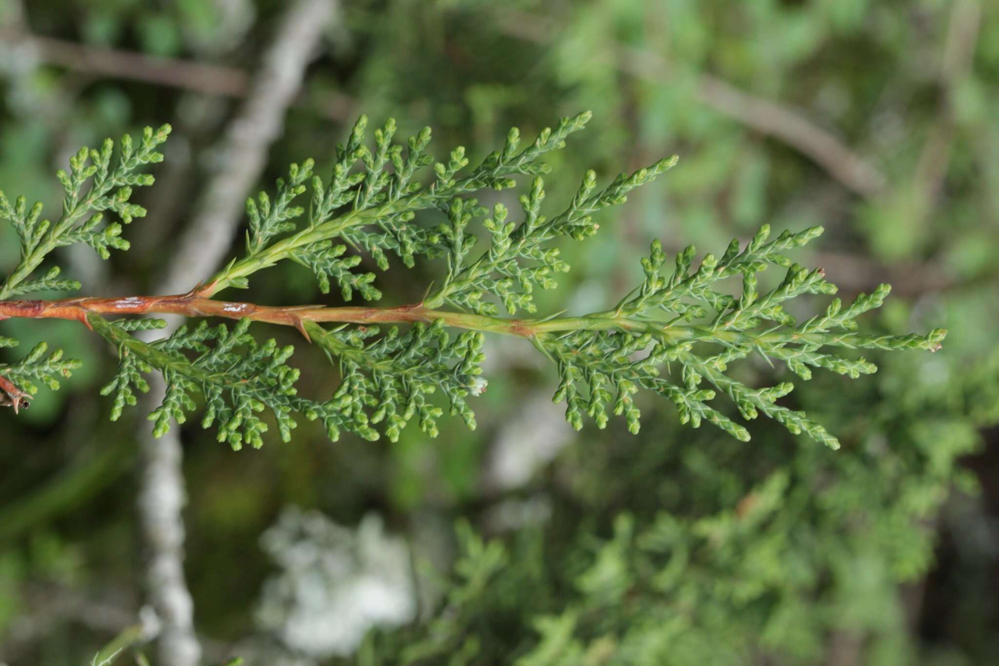 Слика од Juniperus monticola Martínez