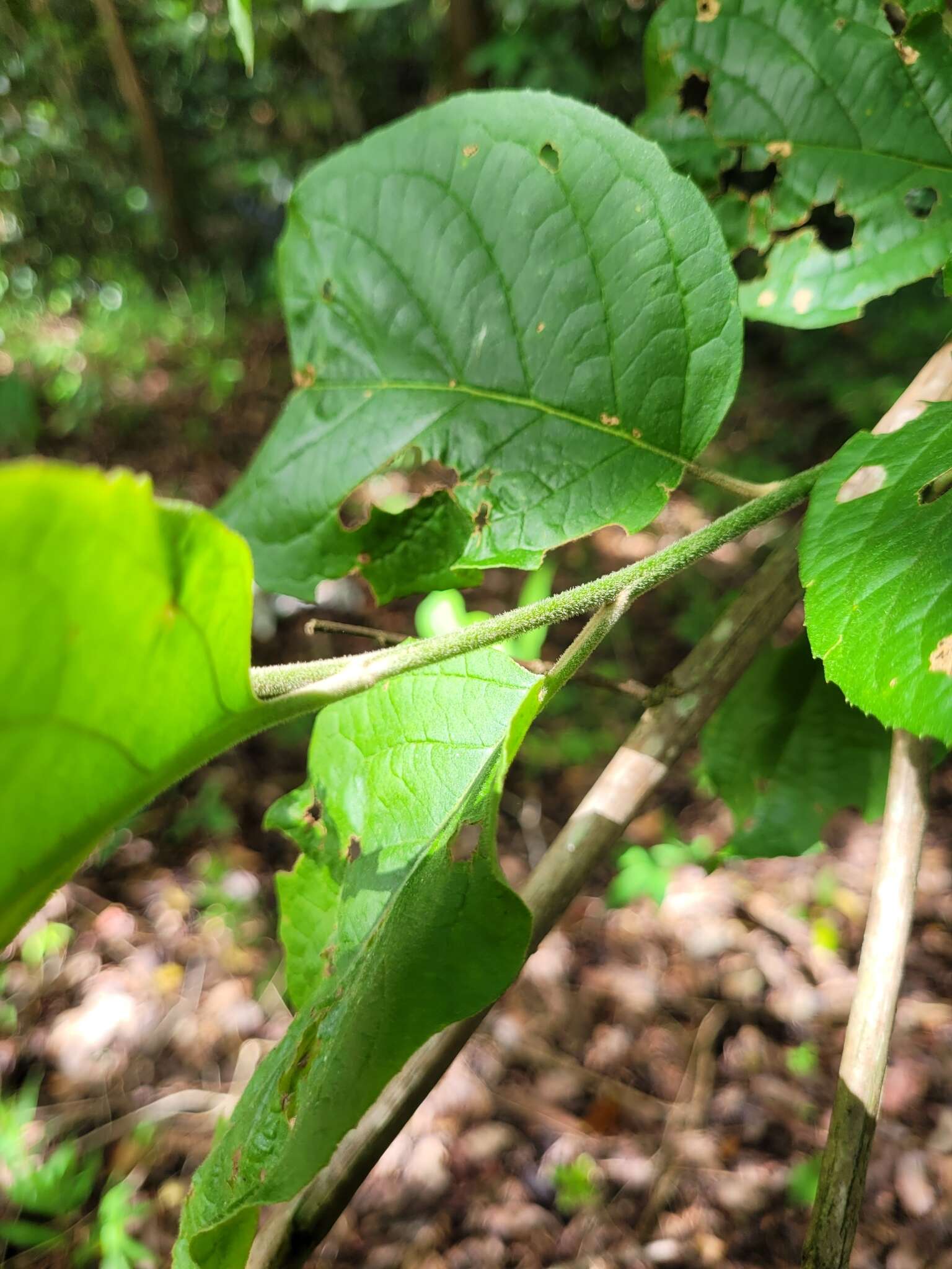 صورة Moquiniastrum polymorphum (Less.) G. Sancho