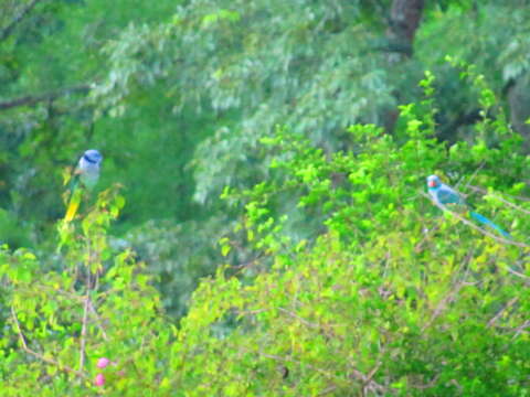 Image of Blue-winged Parakeet